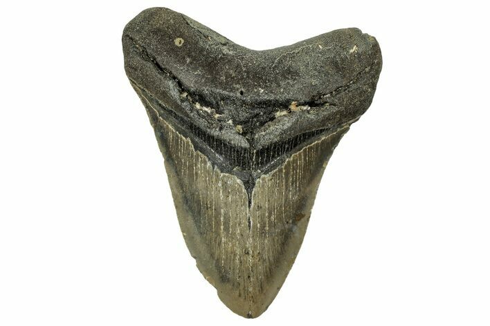 Fossil Megalodon Tooth - North Carolina #328279